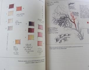 Color swatches & red sea fan