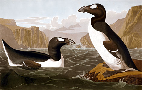Audubon's Great Auk
